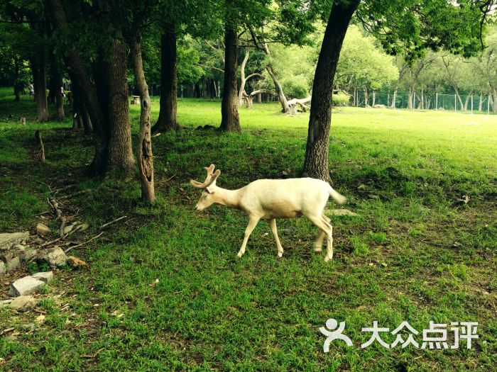 森工平山神鹿旅游区图片 - 第6张