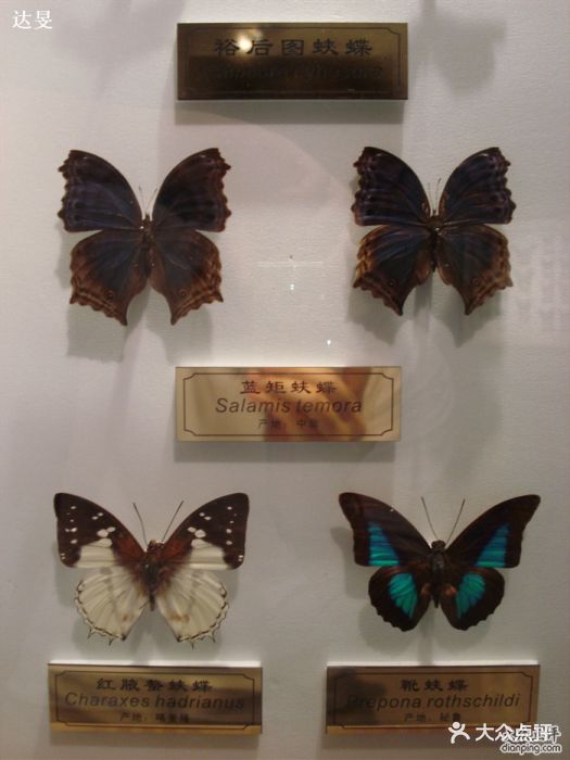 上海昆虫博物馆蝴蝶标本图片 - 第11张