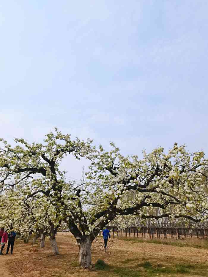 梨花村万亩梨园-"大兴庞各庄镇一年一度梨花节,梨花村