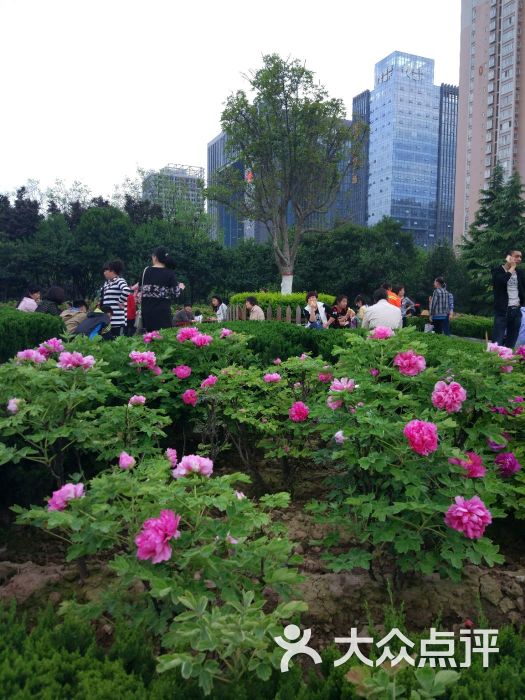西安牡丹苑图片 第298张