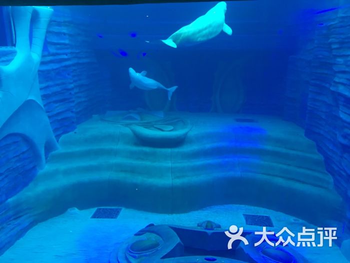 亚特兰蒂斯失落的空间水族馆图片 第15张