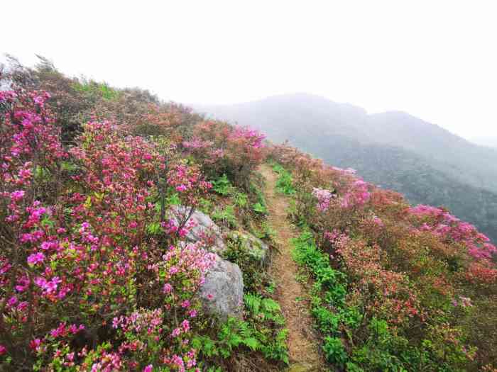 金峨村-"来金峨山看杜鹃花[调皮]一大早来爬金峨."