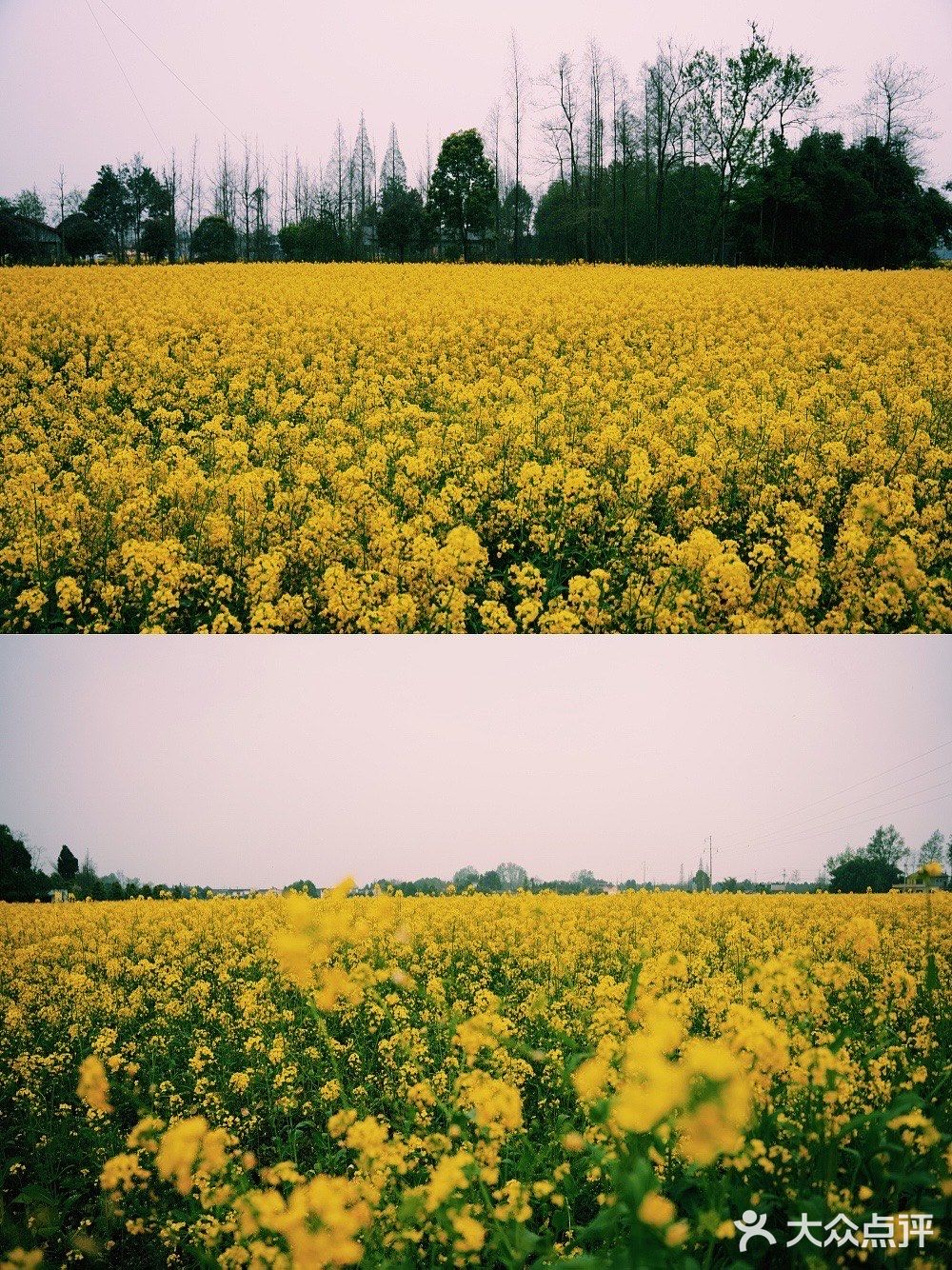 成都周边赏油菜花攻略
