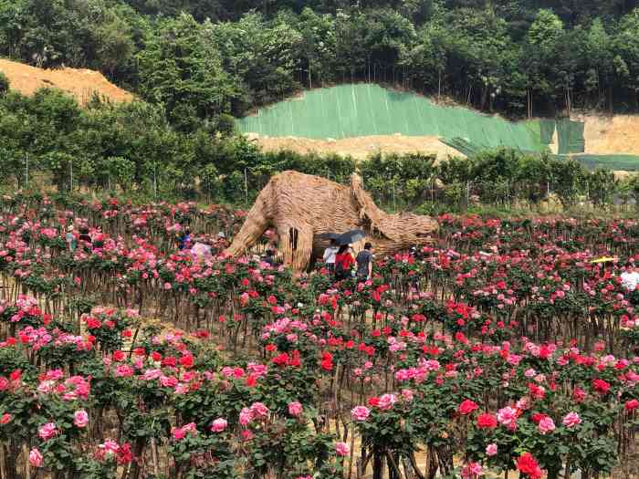 山城玫瑰花海