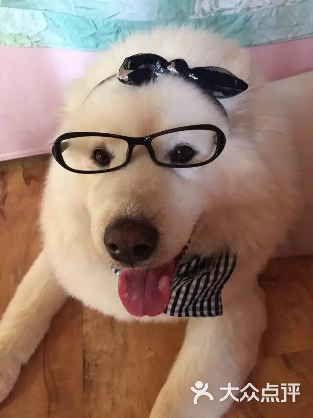 北京宠爱国际动物医院-图片-北京宠物-大众点评