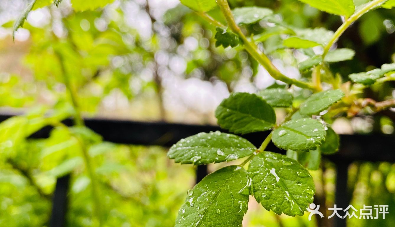 偶尔出来放风偶遇一下雨后的下午