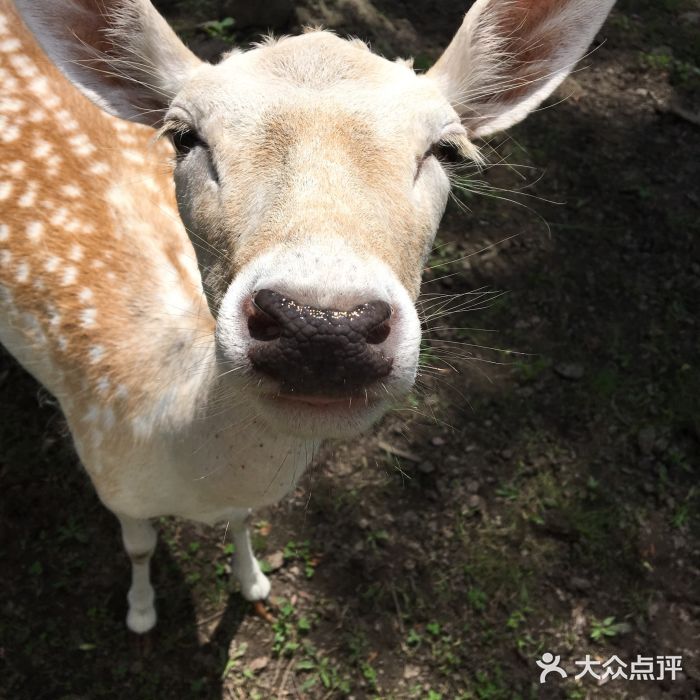 森工平山皇家鹿苑景区图片