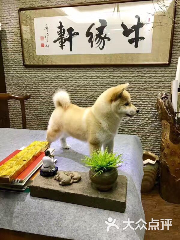 北京湿草日本柴犬俱乐部