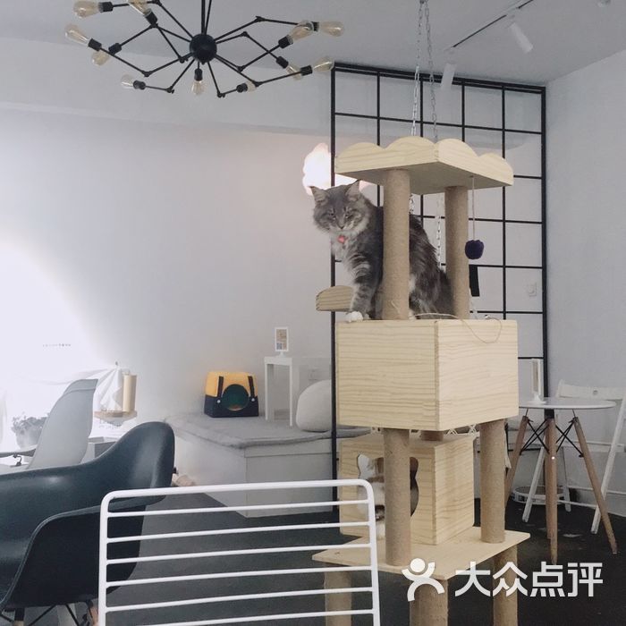 一楼半猫舍猫咖咖啡厅图片-北京咖啡厅-大众点评网