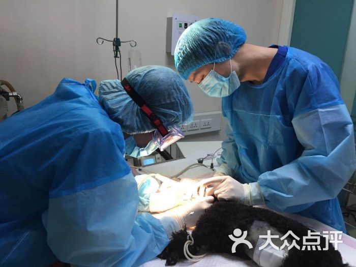 芭比堂动物医院(朝阳北路分院)-图片-北京宠物