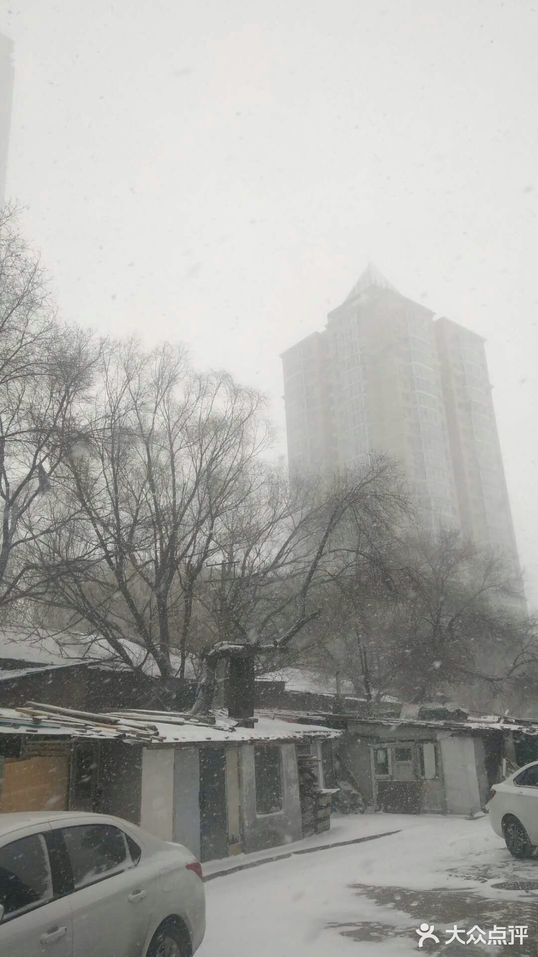 今天我们大哈尔滨下雪啦,真的特别的美!