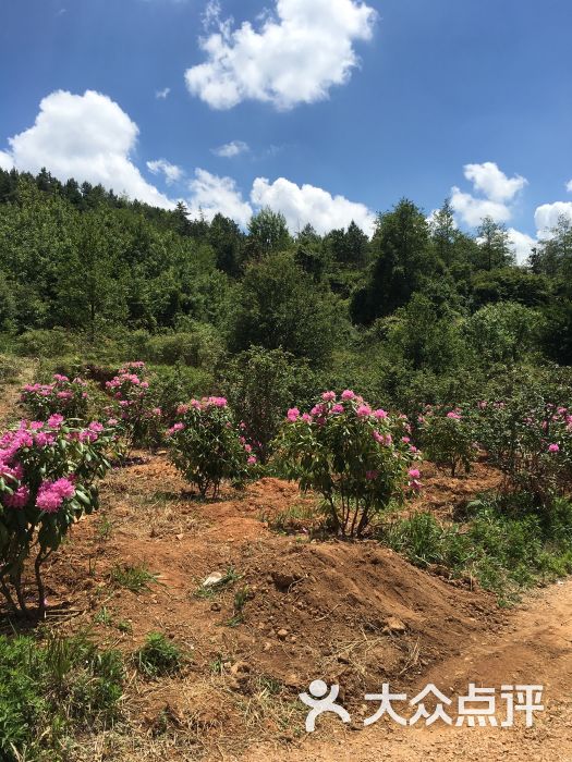 名花谷生态庄园图片 - 第36张