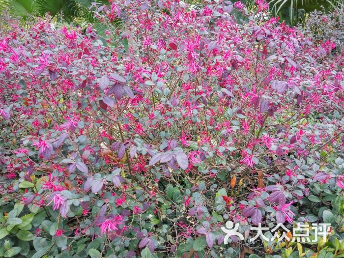 梅华城市公园-图片-珠海周边游