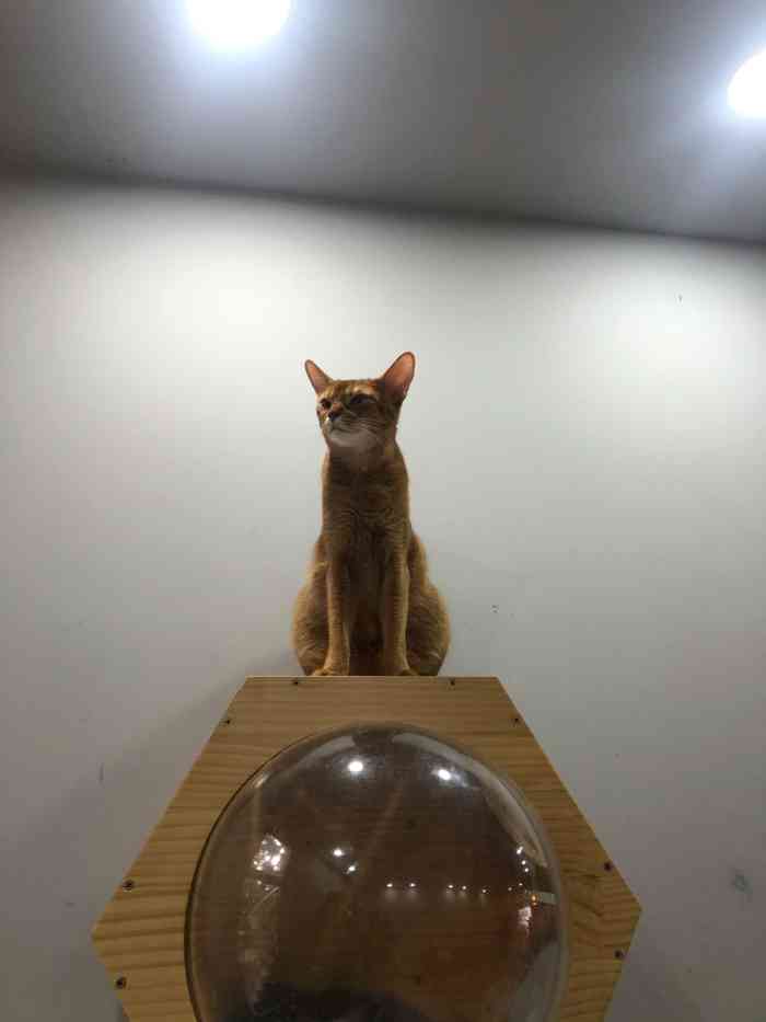 cat 猫先生·猫咖(留仙洞地铁站店"我点的是缤纷水果茶,味道不错