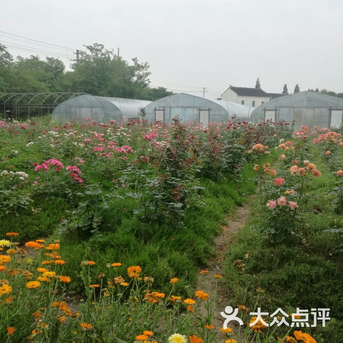 鹅湖玫瑰文化园