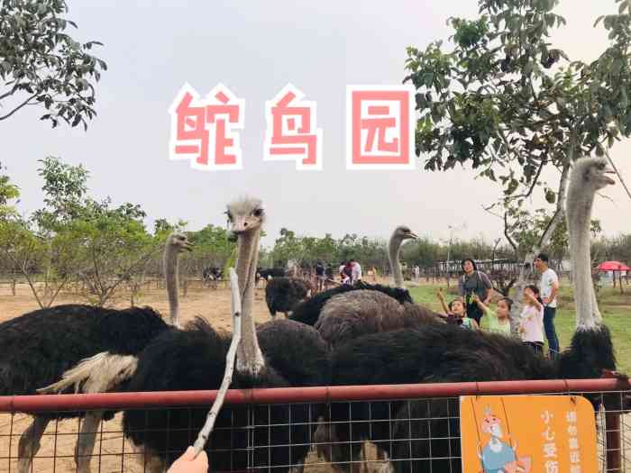 好想你金鹭鸵鸟游乐园"金鹭鸵鸟园,这里是国家3a级的旅游景区.