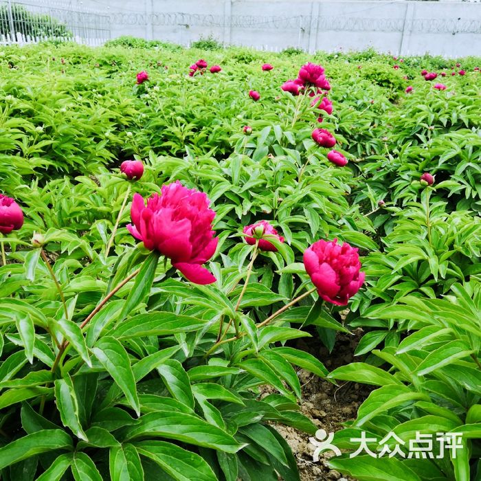 曹州牡丹园图片-北京植物园-大众点评网