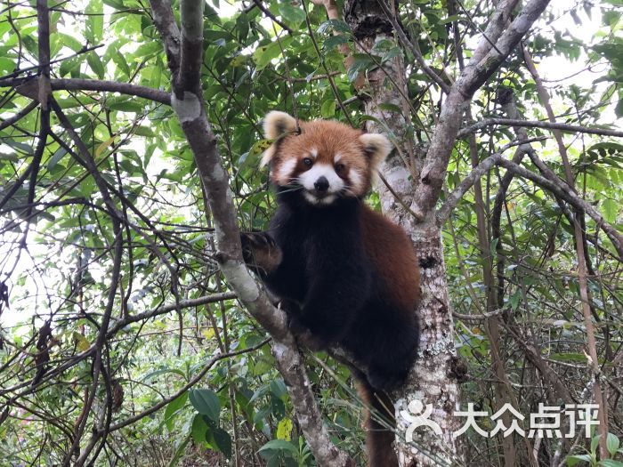 普洱开元·小熊猫庄园酒店图片 第67张