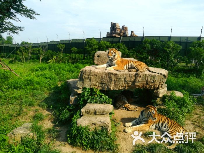 上海野生动物园图片 第8张