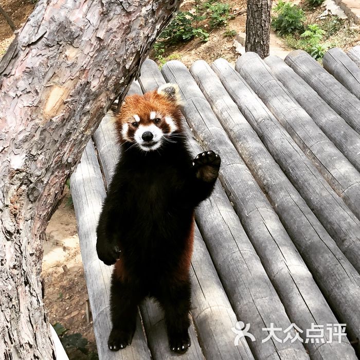大连森林动物园