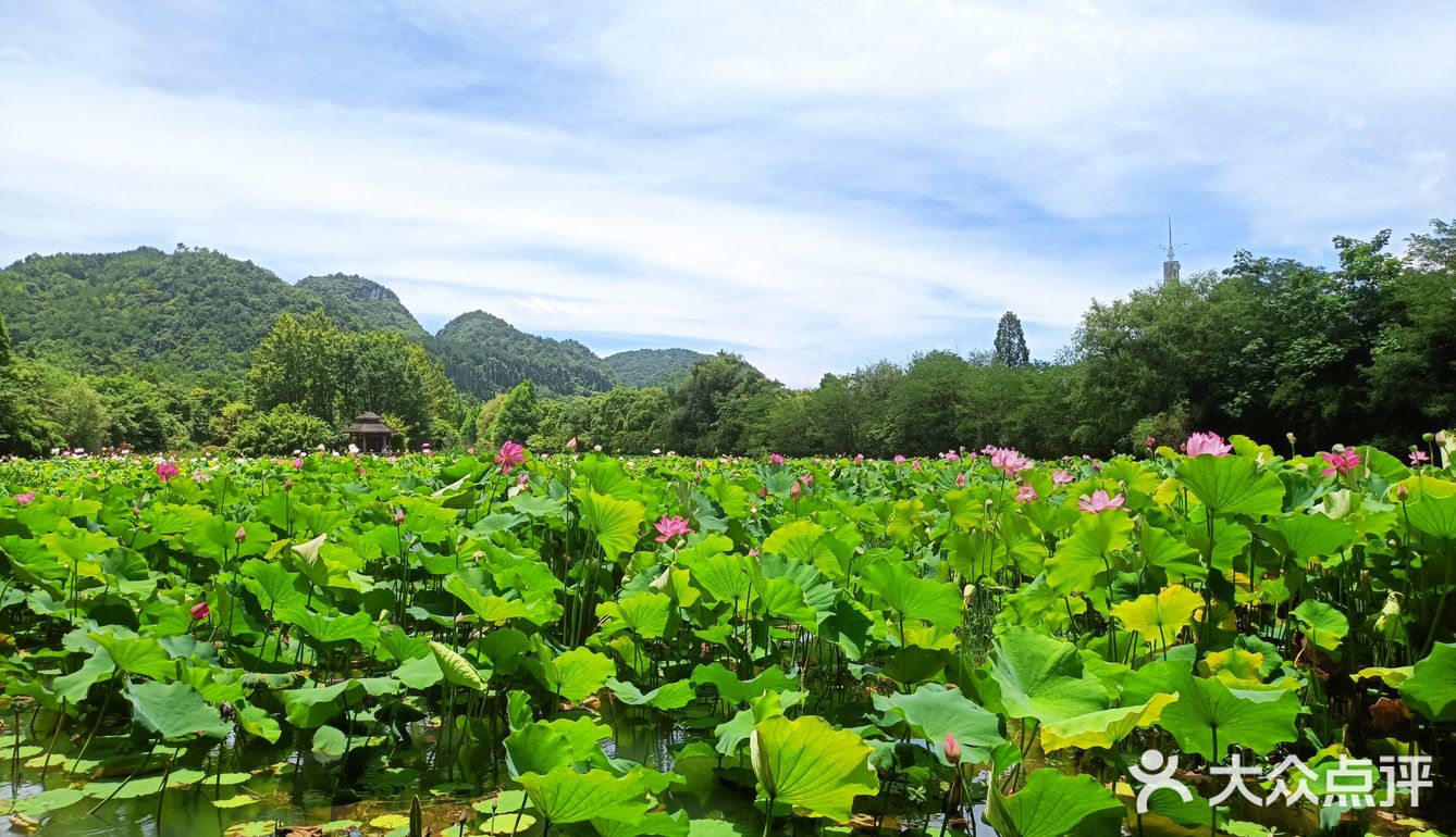 贵阳美景夏天一定要去看荷花呀