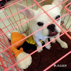 狗狗怎么催生 wGO32vMJDEpA3BmLbqHNCIZBELMSLA6j4H4kg3W67MCapVdUVA3Vqhy5e0GNVh2HuzFvxlbkWx5uwqY2qcjixFEuLYk00OmSS1IdNpm8K8twhW7bzr4O88Ivp4FuDG0SfCF2ubeXzk49OsGrXt_KYDCngOyCwZK-s3fqawWswzk.jpg