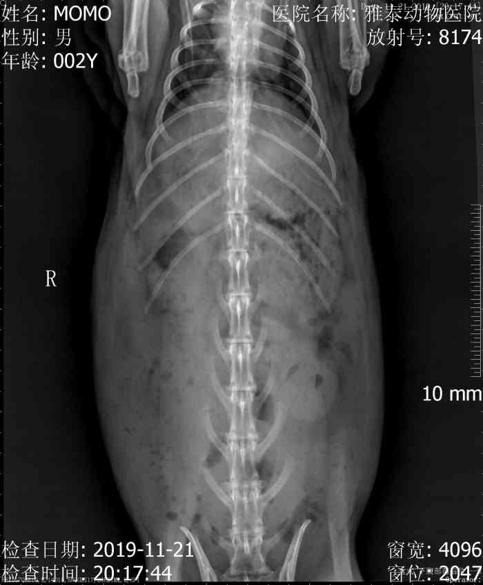 爱诺雅泰动物医院(兔子异宠专科,犬猫内科,心脏专科,中兽医)