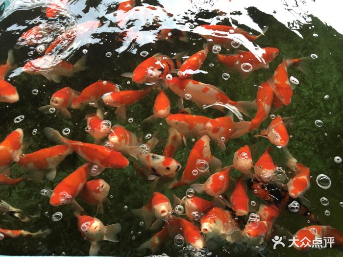 雁锦花卉市场图片 - 第13张