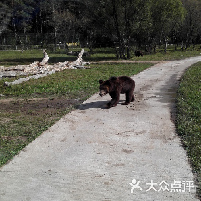 吉林省东北虎园景点图片-北京动物园-大众点评网