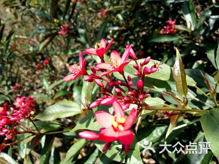 梅华城市公园-图片-珠海周边游