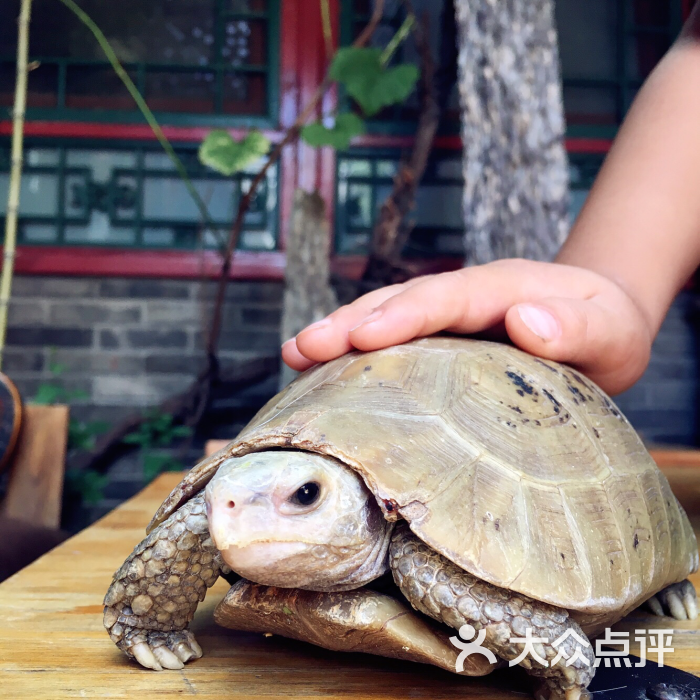 乌龟