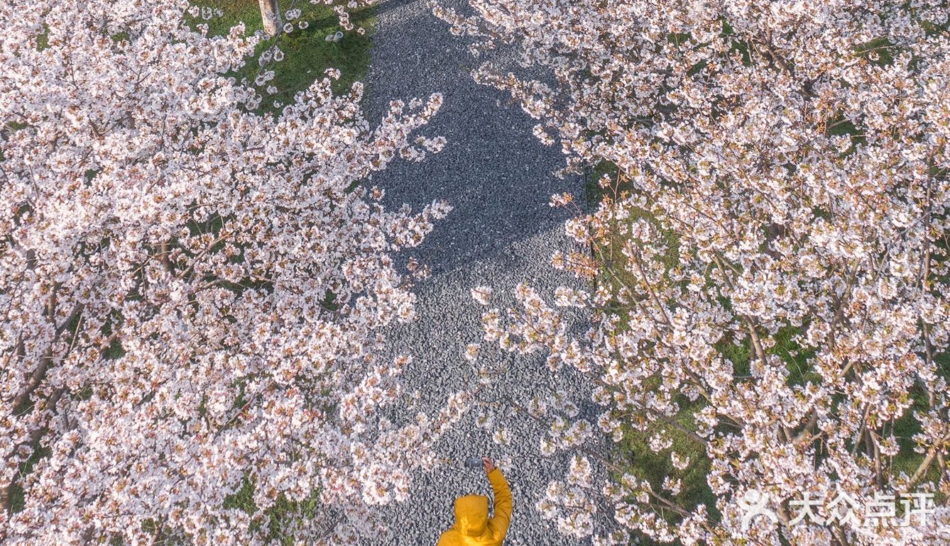 杭州樱花良渚大屋顶樱花季拍摄全攻略