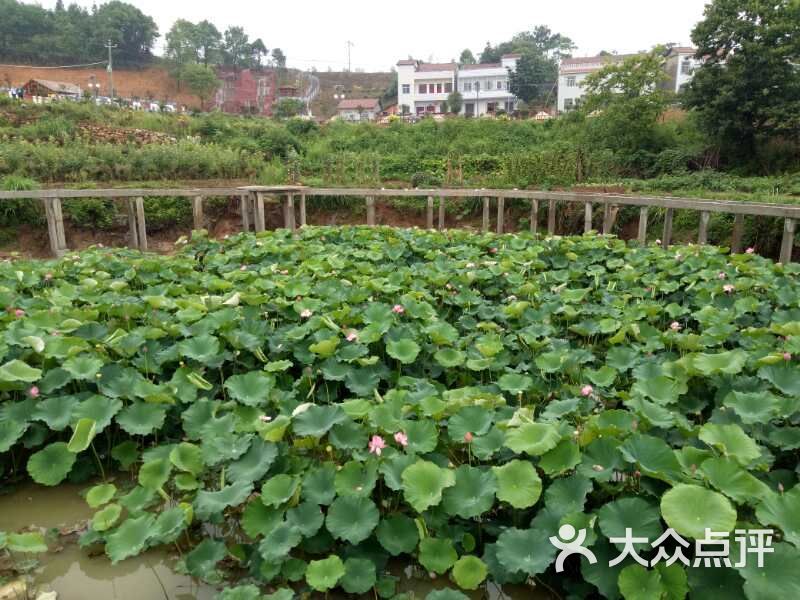 鑫民生态农庄图片 - 第24张