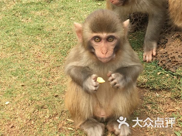 海南热带野生动植物园猴子图片 第514张