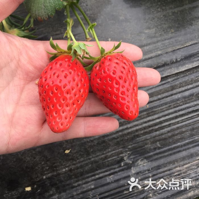 永贵草莓园