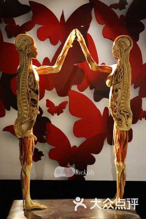 人体奥秘全球巡回展—杭州站黄山市 470图片 第11张