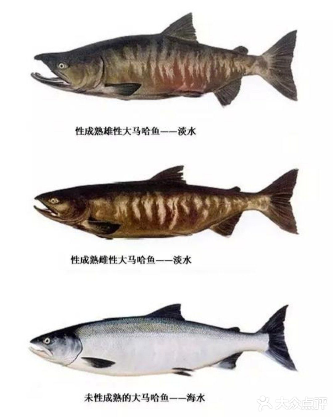 三文鱼大马哈鱼鳟鱼都是鲑科鱼