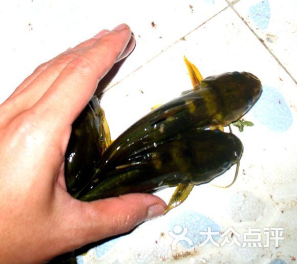 野生黄角鱼