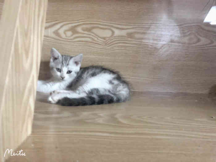 猫福瑞平价健康猫舍布偶金渐层