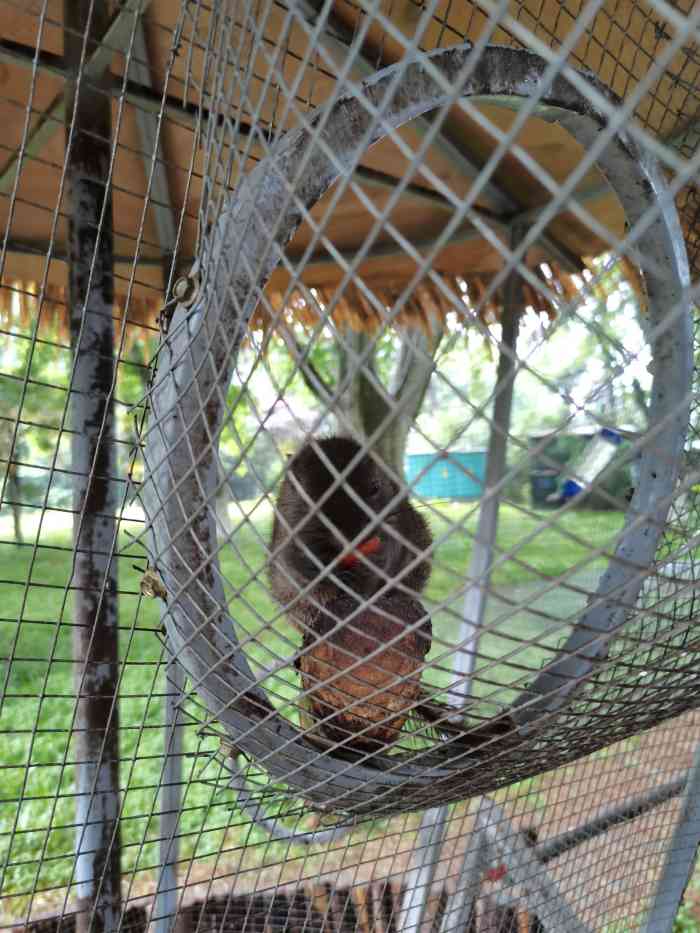 翠洲松鼠生态乐园"97到了翠洲,发现一群人围在长筒的笼子边.