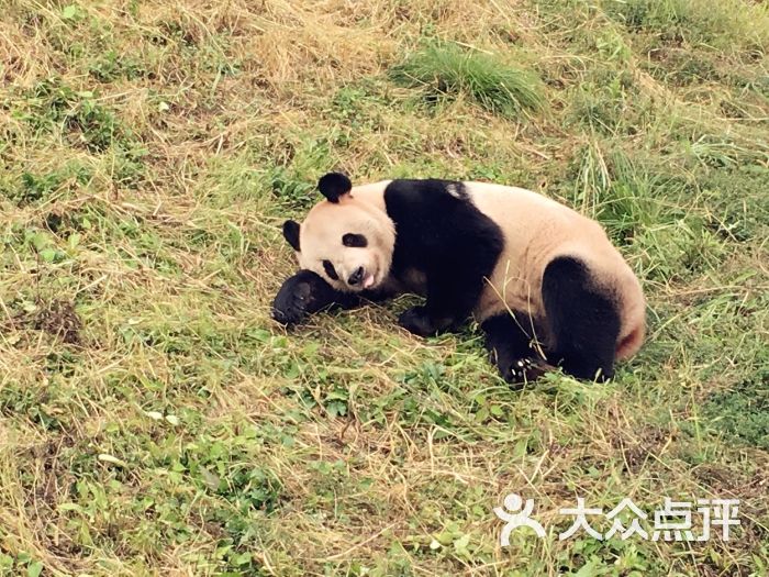 下渚湖熊猫园图片 - 第4张