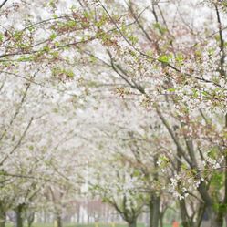 大洋湾樱花园门票_地址_地图_攻略(图)-盐城