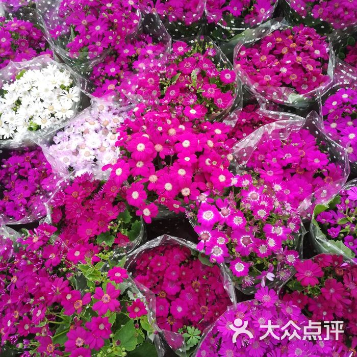 春天花乐园