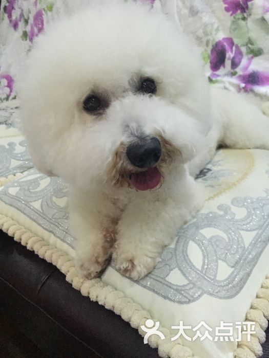 克莱儿宠物生活馆-图片-上海宠物-大众点评网