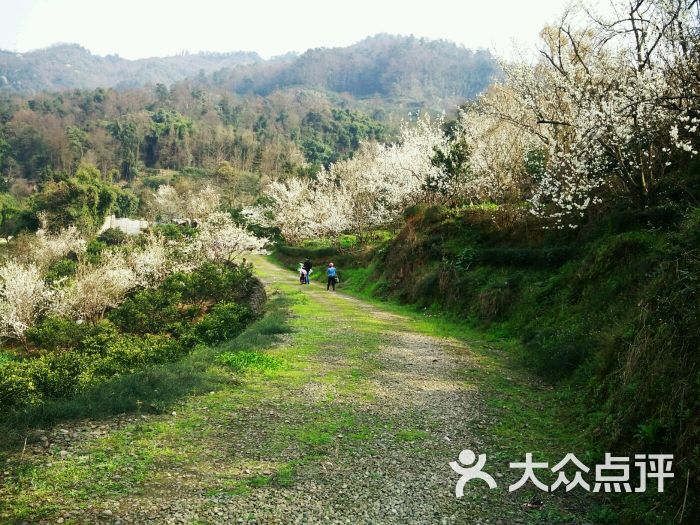 樱桃山旅游景区-图片-蒲江县周边游-大众点评网
