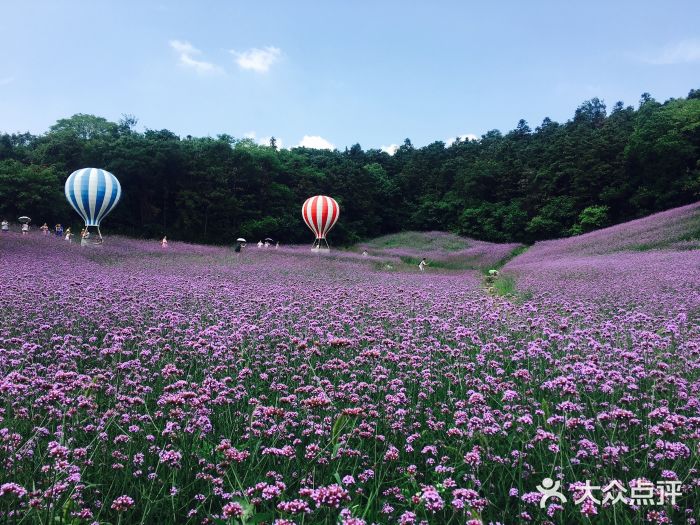 大塘金香草谷图片