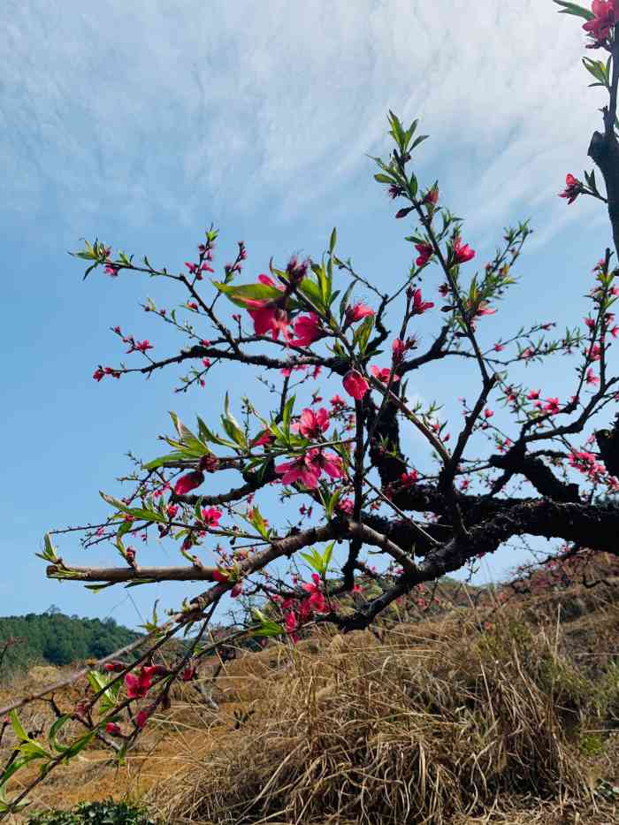 鹰嘴桃农庄-"地址 : 广州从化 吕田镇 苏坑 鹰嘴桃."-大众点评移动版