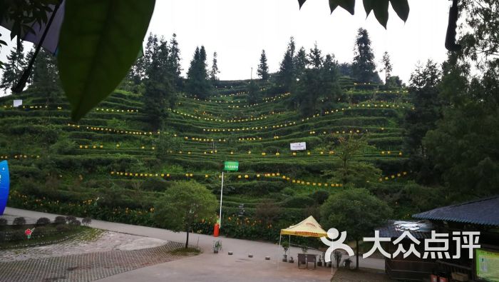 青城道茶观光园住宿图片 第3张