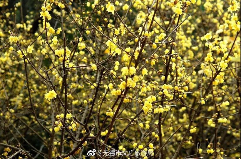 无锡梅园腊梅迎来最佳观赏期!