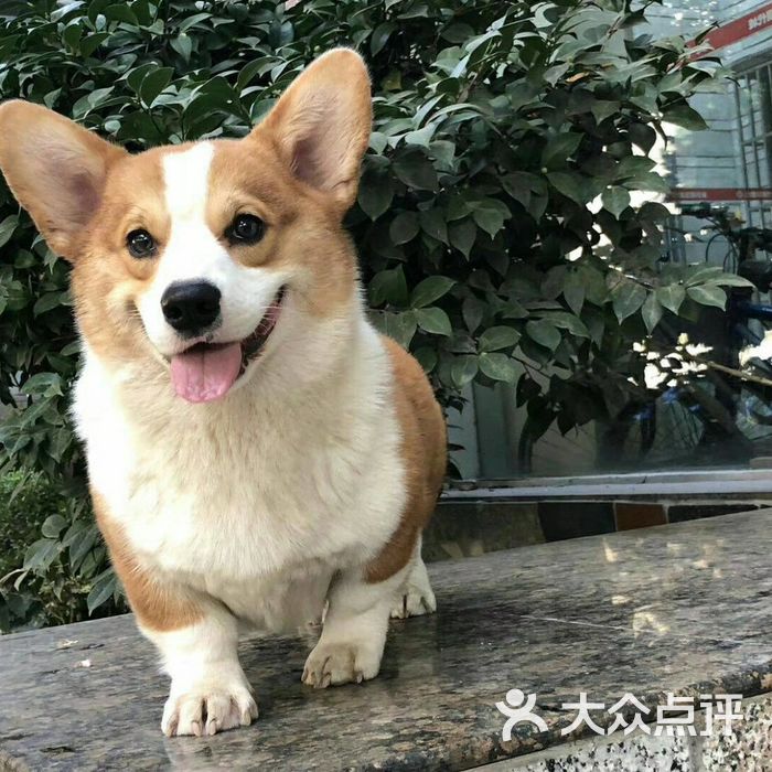 家养柯基柴犬专业繁殖